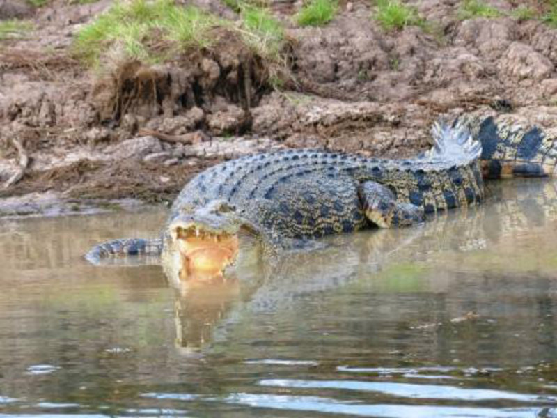 Salt water croc - Corroboree Billabong