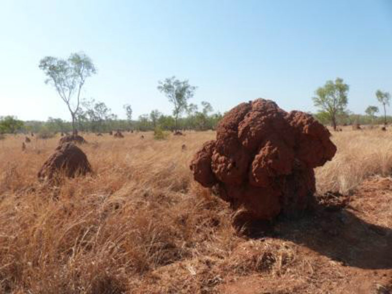 Kimberlies - Thousands of termite mounds