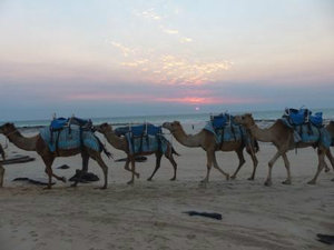 Camel tours - Broome Cable beach