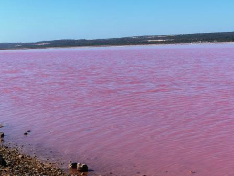 Pink Lake - Port Gregory