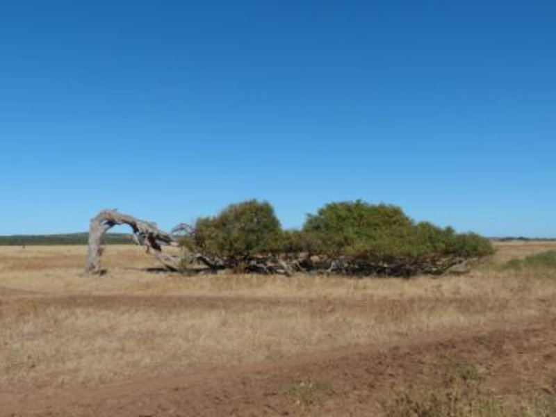 Red gum leaning tree - Common around here because of the high coastal winds