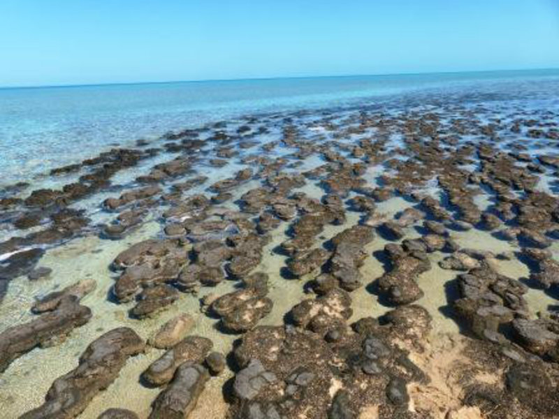 Stromatolites - Living fossils