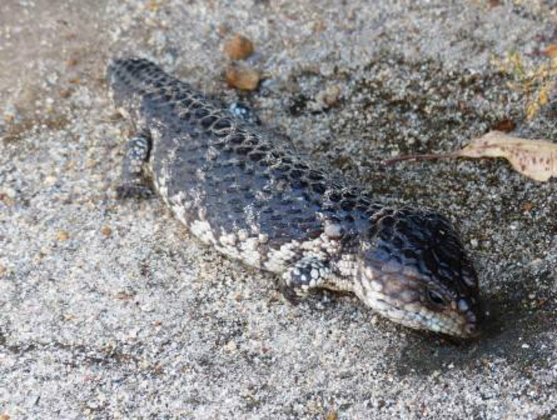 Blue tongue lizard in camping ground