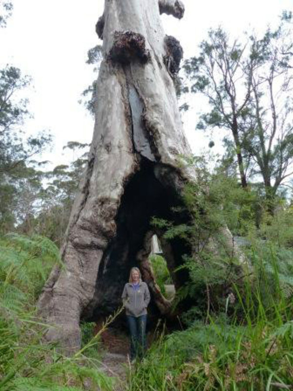 Enormous hollow Tingle Tree - Nr Denmark, WA