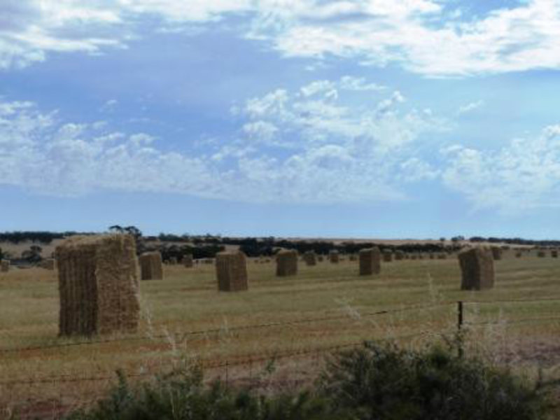 One of the many many areas of wheat and barley etc farms in WA