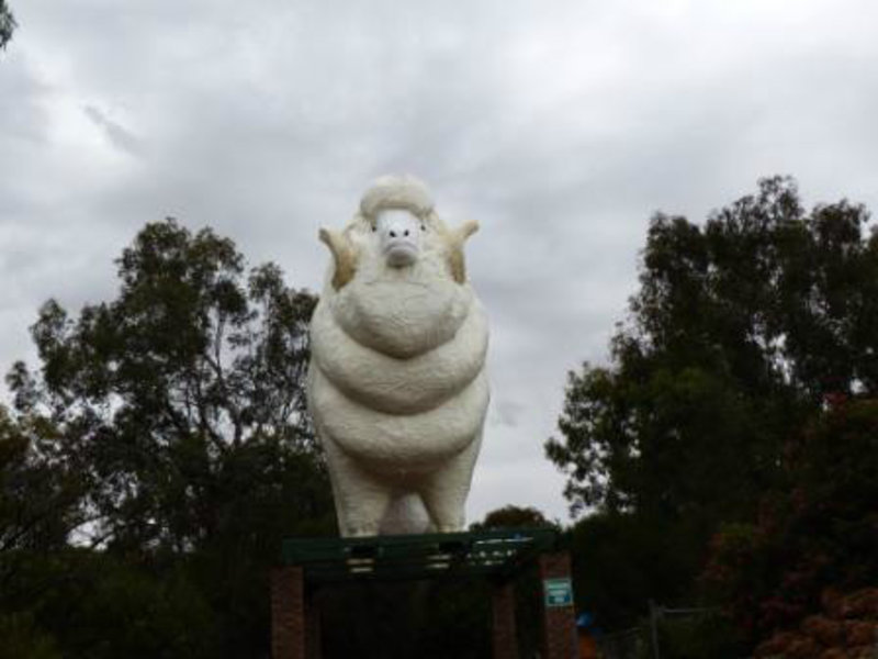 The Big Ram - sheep country