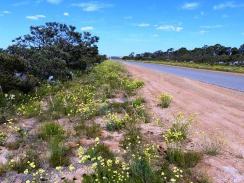 Western Australia wild flowers on the side of the road