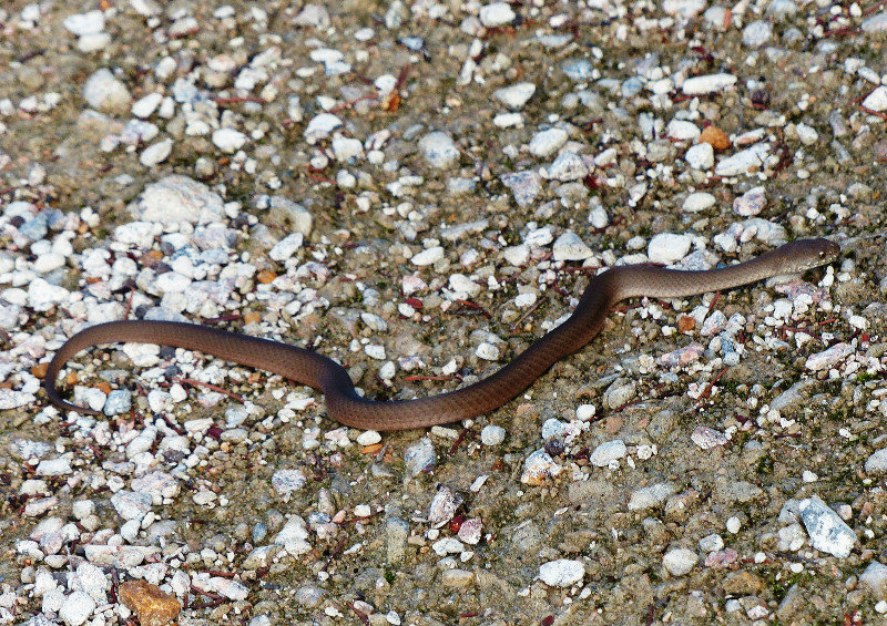 Brown venomous snake
