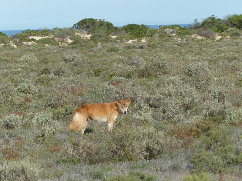 Dingo on side of road- Nullabor