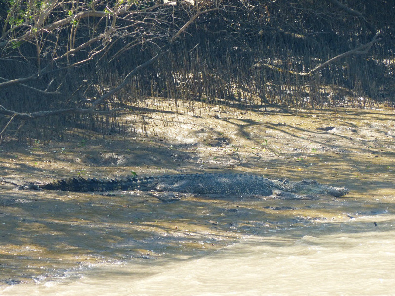 Decent size crocodile sunning itself