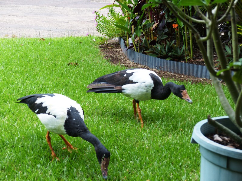 Magpie geese eating Weetbix