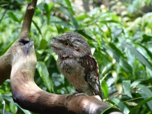 Tawny Frog mouth