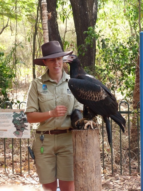 Tessa at work with Wedged Tail eagle  Wildlife Park
