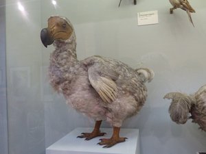 Natural History museum - Dodo