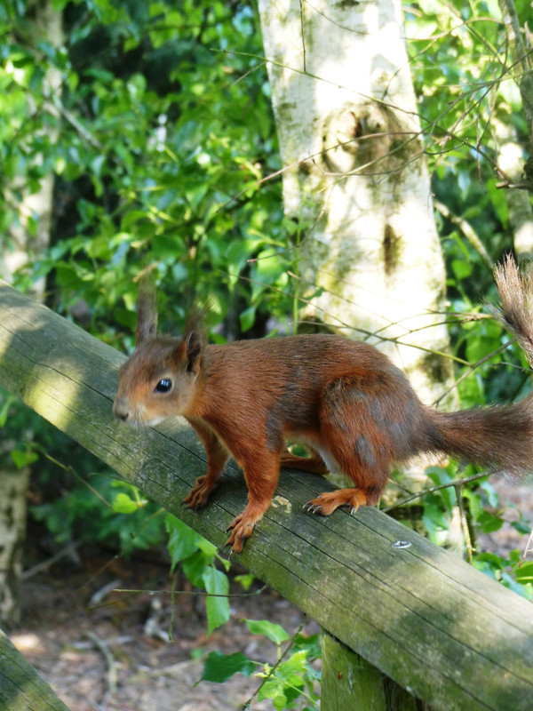 Red squirrel in wild life park