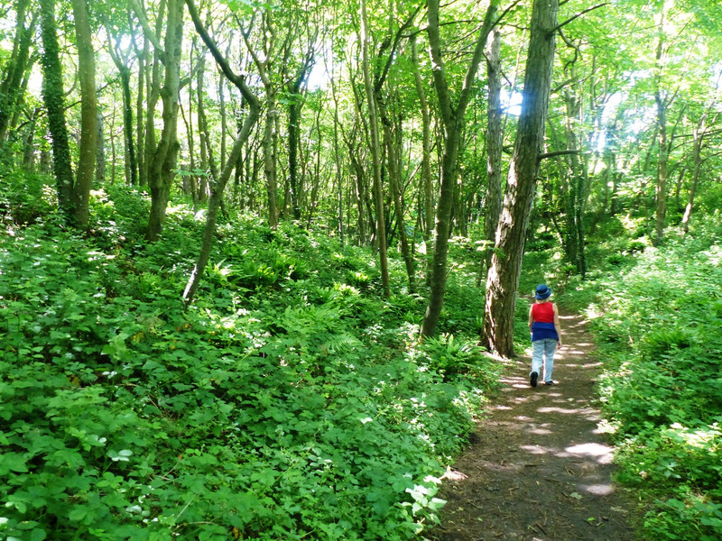 Walking in Welsh forest