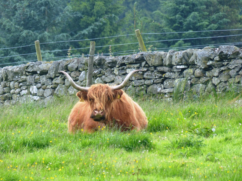 Scottish Highland bull that refused to stand up for the photo shoot!