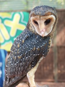 Beautiful Tiwi  Masked Owl