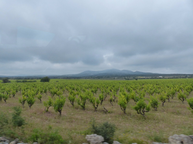 One of many vineyards - France