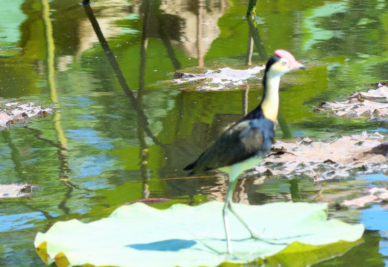Bird on a lily pad - Billabong Darwin