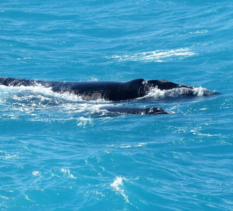 Wright whale and calf - Amazing