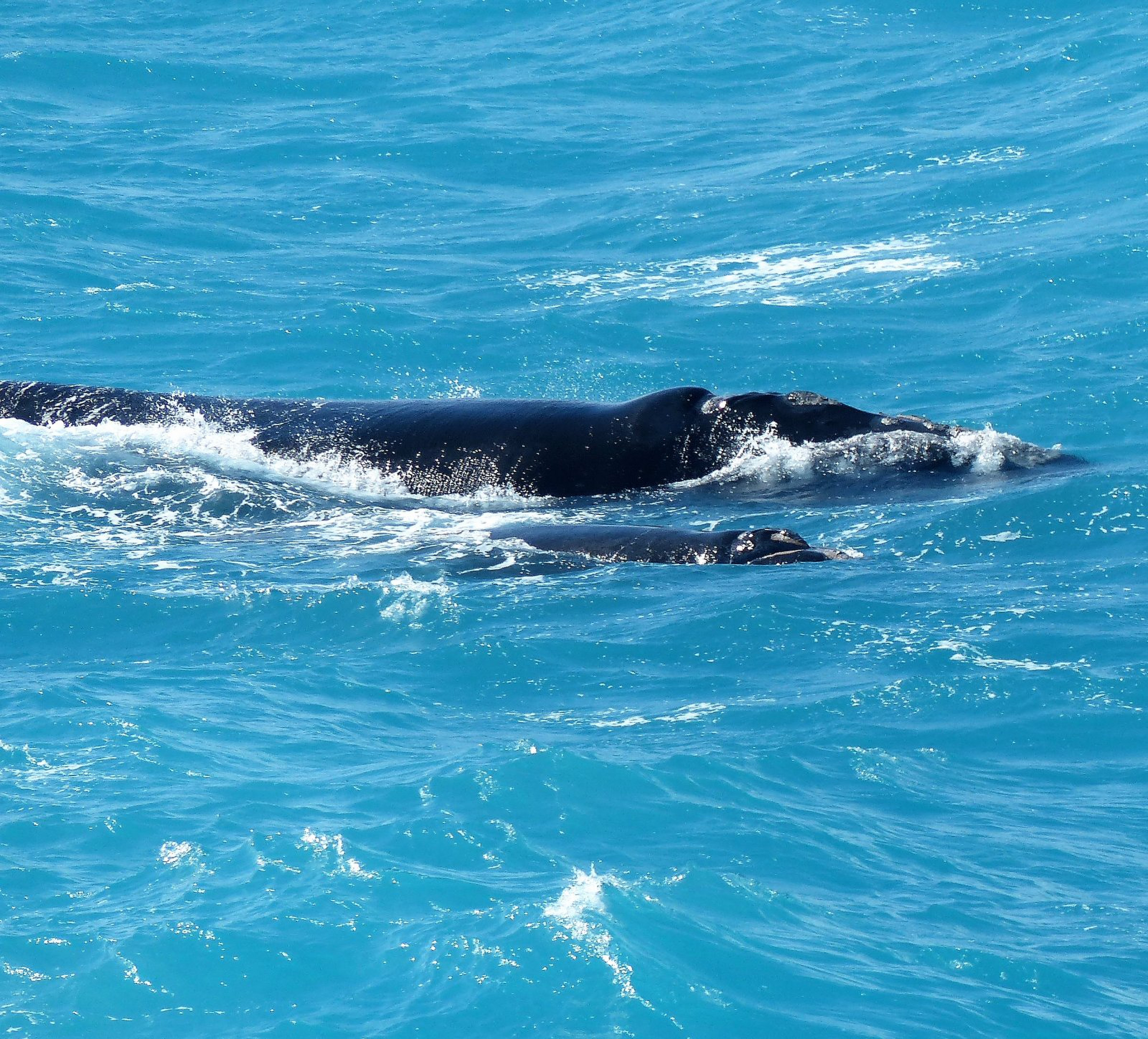 Wright whale and calf - Amazing | Photo