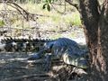 Crocodile - Billabong tour Darwin