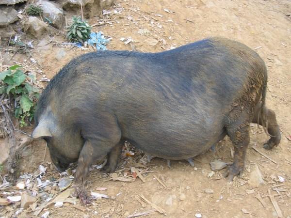 An original Vietnamese Pot Bellied Pig!