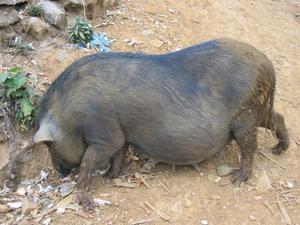An original Vietnamese Pot Bellied Pig!