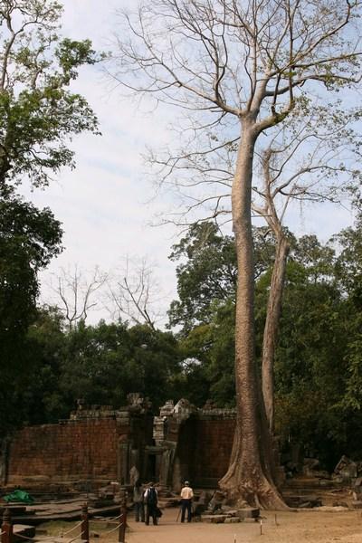 The size of the trees are unbelievable - Angkor Wat - Cambodia