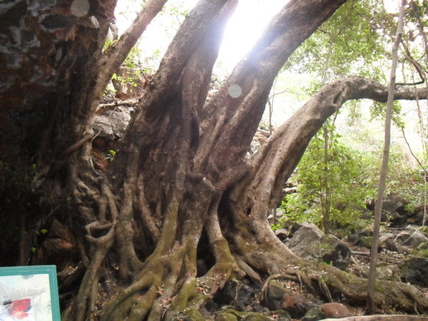 Fantastic Undara Trees