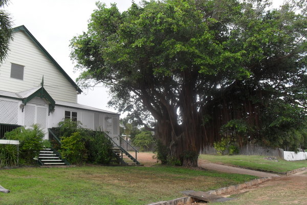 Cooktown Tree