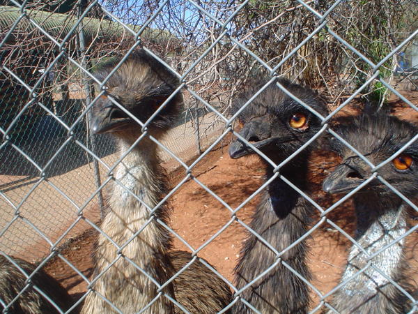 Emus!