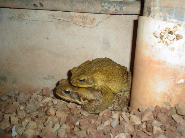 Cane toads doing something 