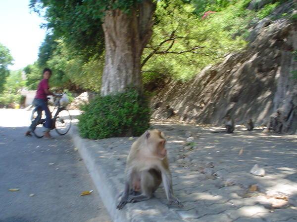 Boy on bike + monkey