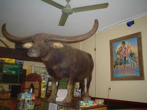 The actual buffalo from Crocodile dundee