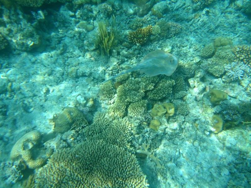 The great barrier reef - stingray