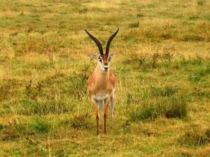 Antelope in Ngorongoro