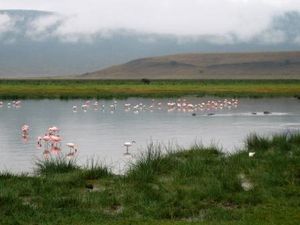Flamingos and Hippos in Ngorongoro