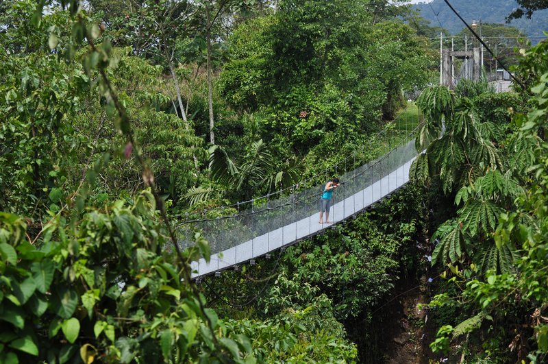 Jungle bridge