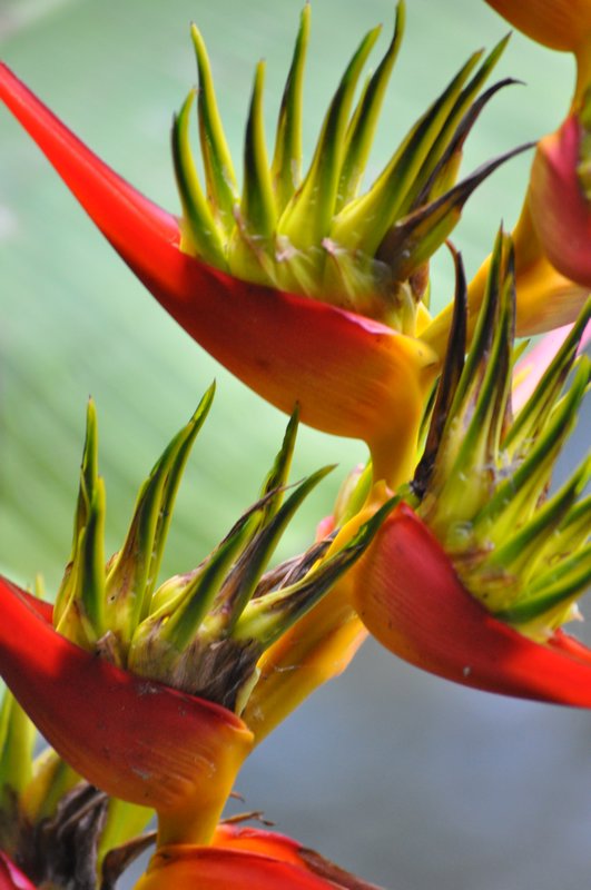 Flora in Ometepe