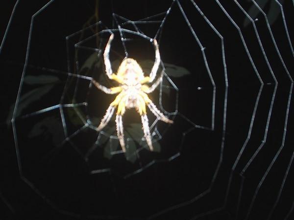 a real spider. the similarity is quite striking, wouldnt you agree.