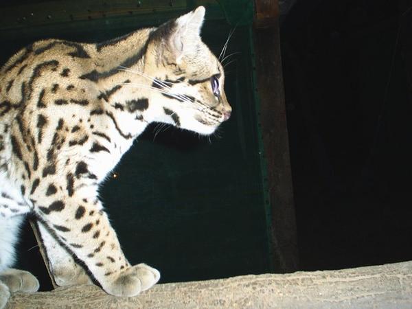 Ocy the ocelot that comes to visit the camp on occasion