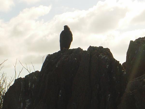 The galapagos hawk.