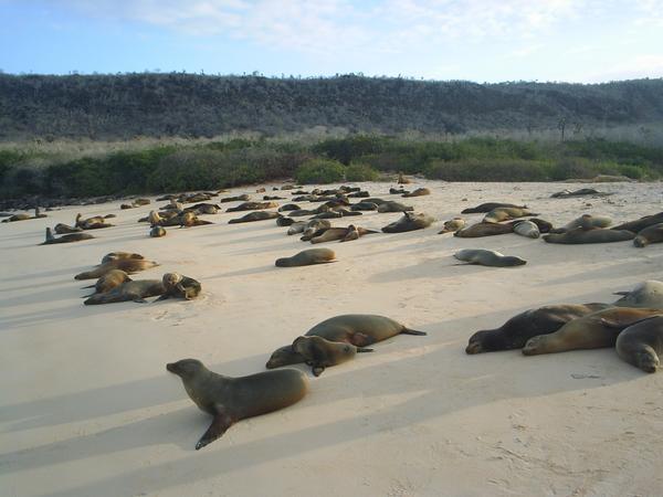 a sealion colony nearing night time