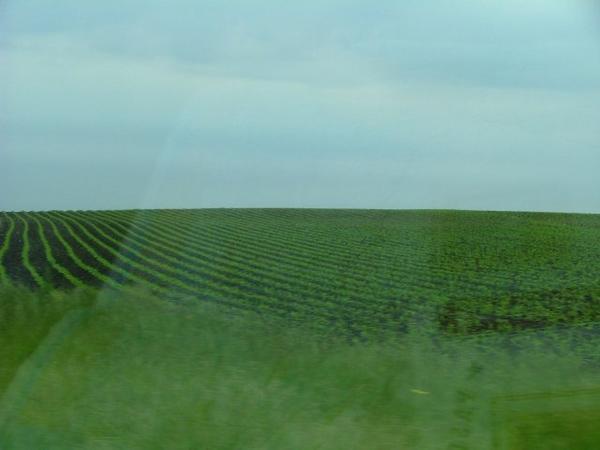 Corn fields in Illinois - light rain
