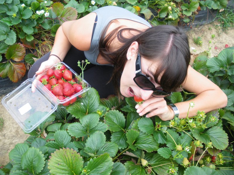 Eating strawberries while picking them at the farm