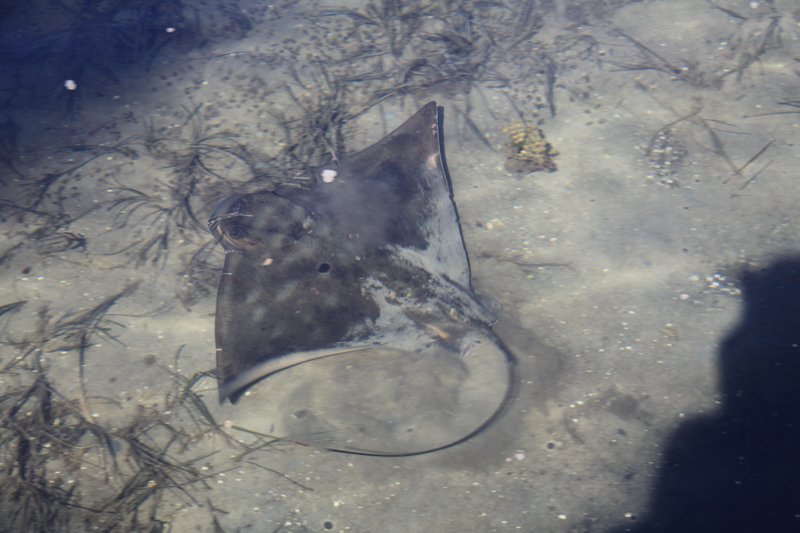 Stingray in the inlet