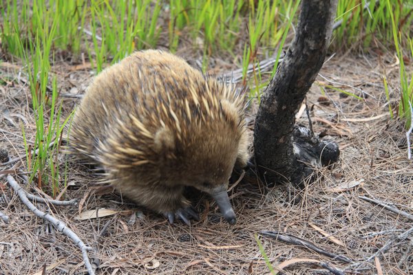Tasmania echidnas have a lot more fur than mainland ones