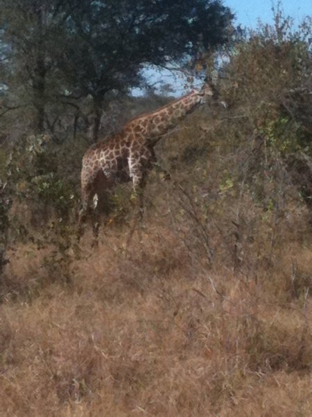 giraffe!